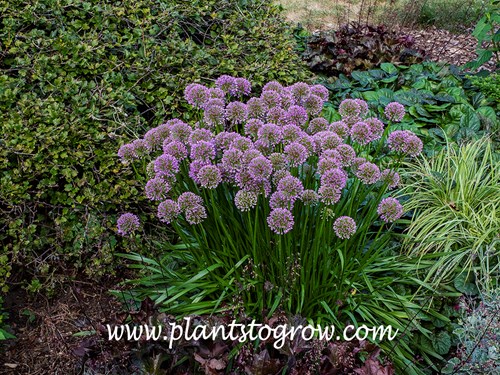 Millenium Allium 
(mid July)
